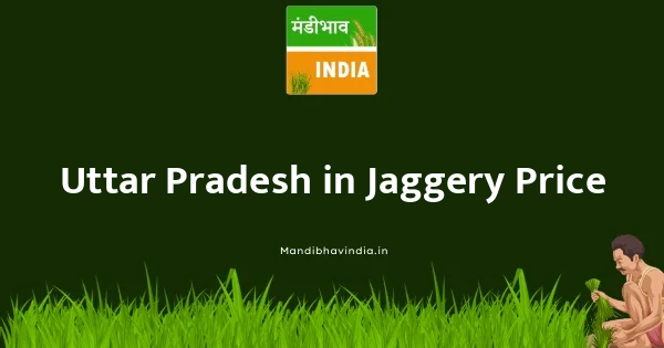 Jaggery भाव